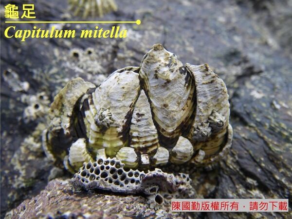 長在岩石表面的龜足-柄很短。
