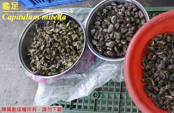 馬祖市場一隅-漁民從岩岸採獲的龜足可以在市場購得。
