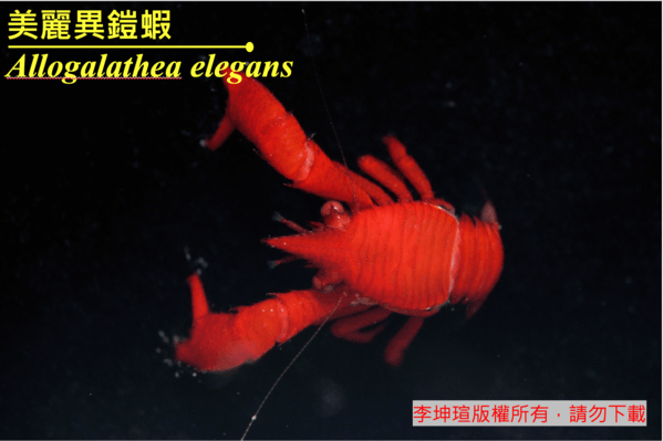Allogalathea elegans美麗異鎧蝦。
