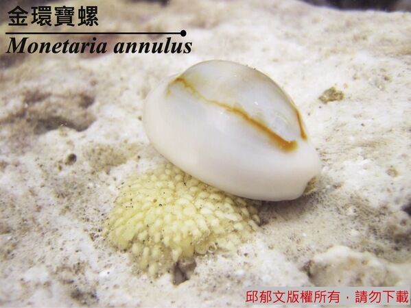 金環寶螺雌螺的護卵行為。