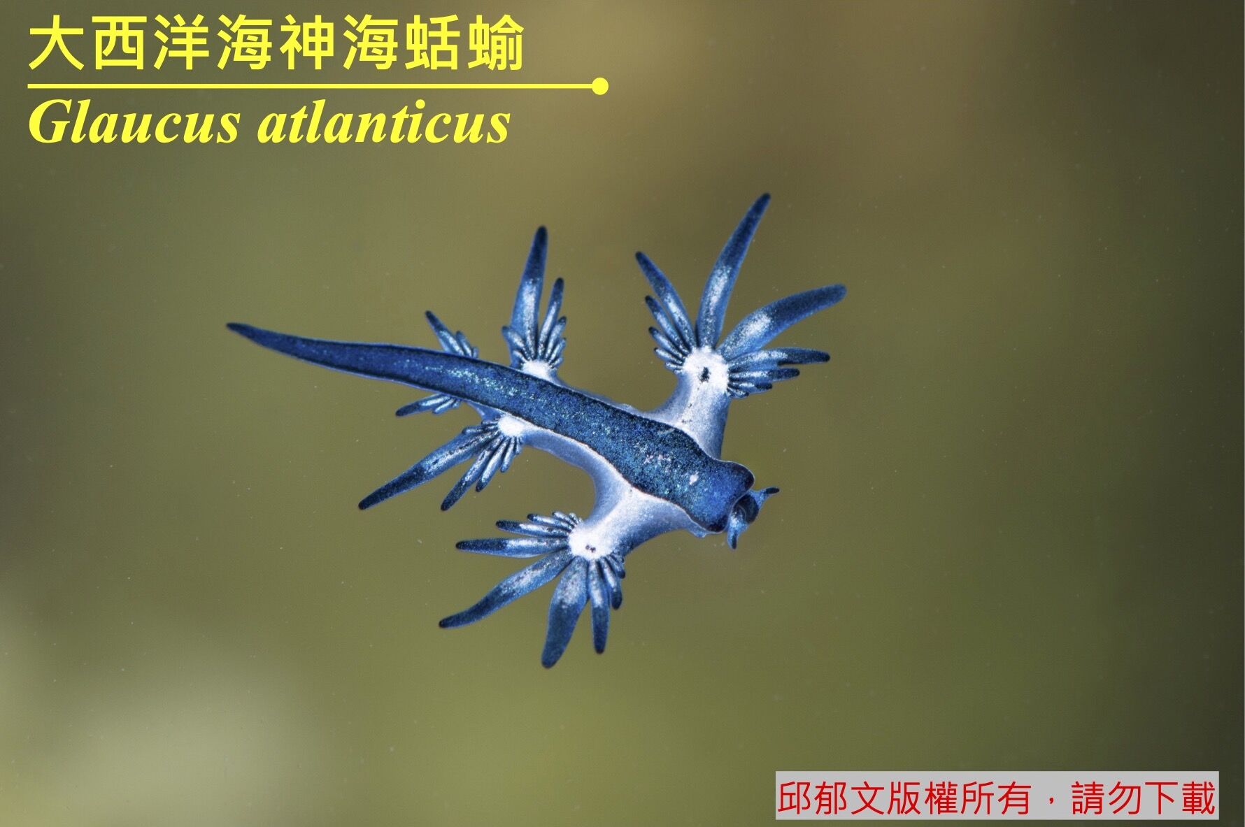 81+lXabb2PL._AC_UF1000,