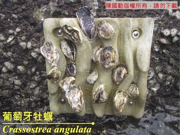 在世界海牆生態計畫中，於臺灣投放之牡蠣海牆實驗，利用牡蠣黏於不同材質及設計的海牆樣板，是否可以吸引更多的生物生長。