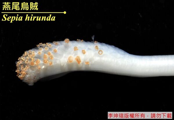觸腕穗上的小吸盤。