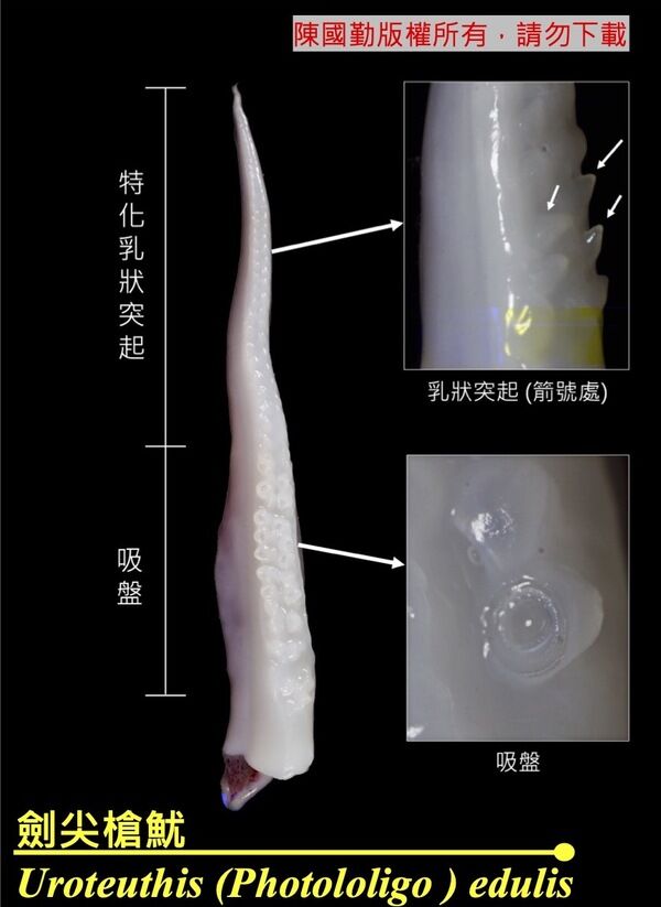 第四腕的特化觸角（莖化腕）。