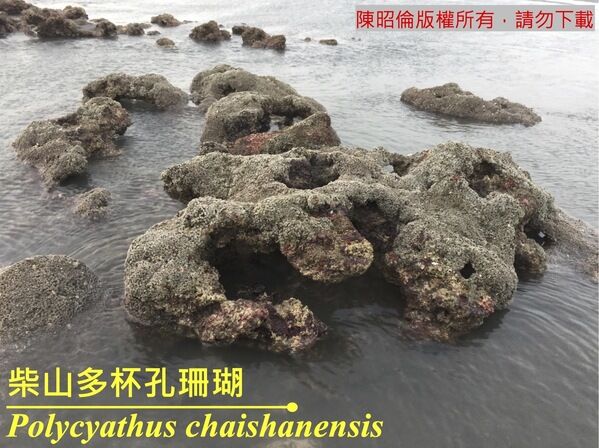 最大的已知柴山多杯孔珊瑚群體（桃園大潭）。