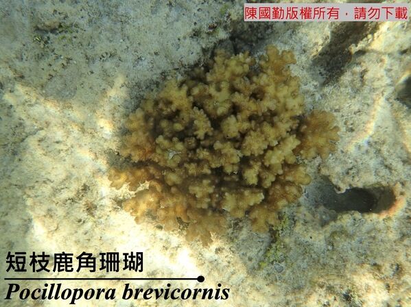 短枝鹿角珊瑚之水下照。