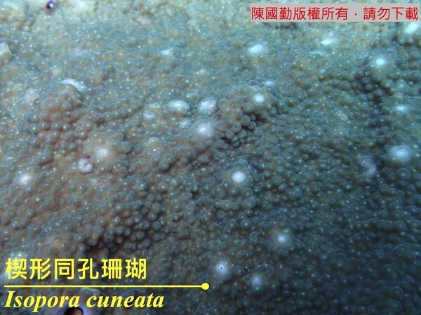 楔形同孔珊瑚水下照。
