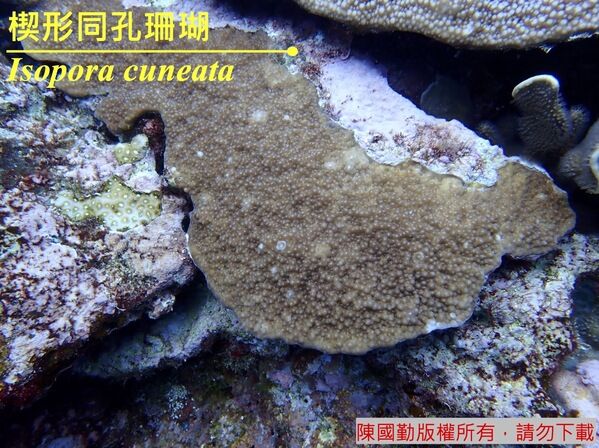 長在石塊之楔形同孔珊瑚。