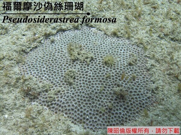 福爾摩沙偽絲珊瑚水下照。