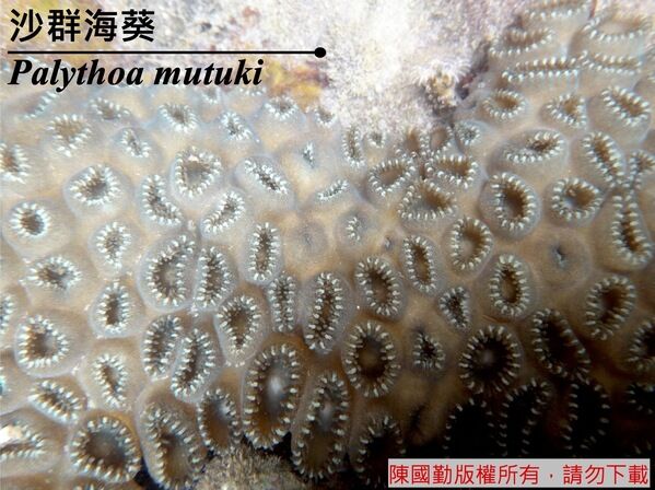 另一種常見Palythoa tuberculosa。