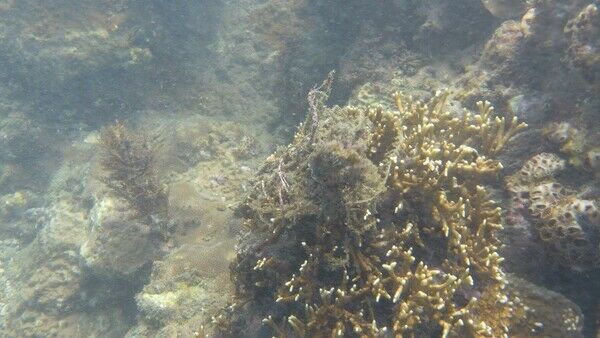 珊瑚上會零星掛著廢棄漁網