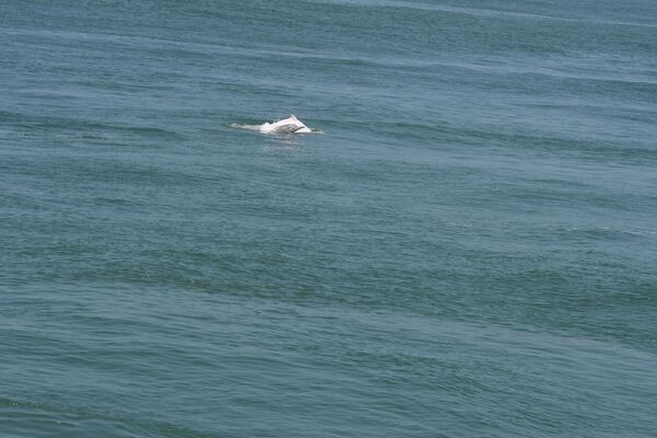 目擊中華白海豚母子
