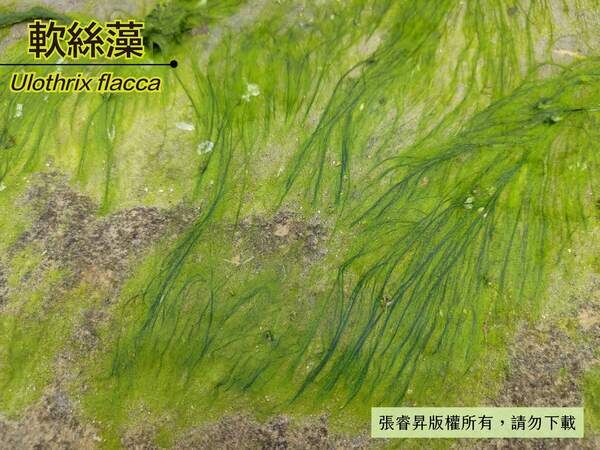 依附滸苔為底質生長的軟絲藻。