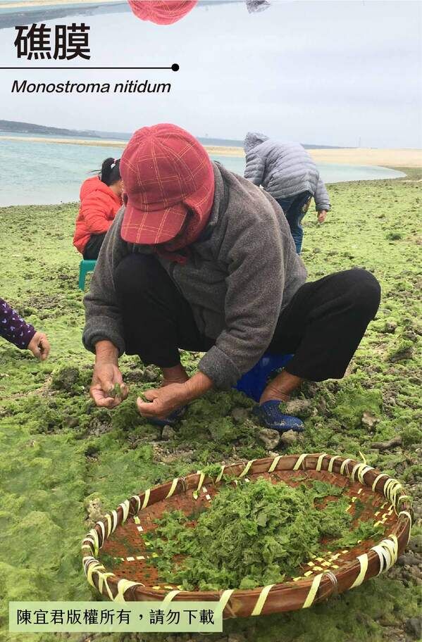 澎湖潮間帶徒手採摘青海菜。