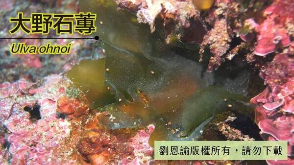 奄美墨石蓴（Umbraulva amamiensis ），2001年發表新種，模式標本採集於日本神奈川，生活在較深水域，藻體墨綠色，以往被稱為日本石蓴。