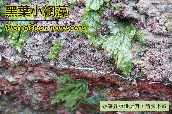 容易被誤認為石蓴的黑葉小網藻。