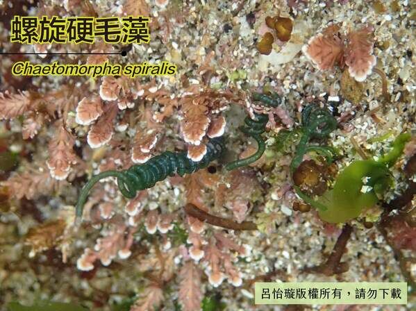 螺旋狀藻體常與其他海藻糾纏。