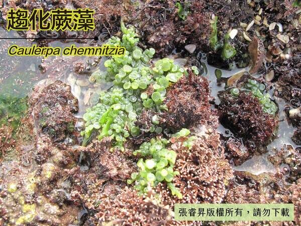 趨化蕨藻的圓盤狀小枝。