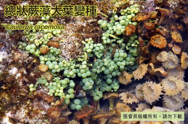 總狀蕨藻大葉變種是珊瑚礁海岸的常見的蕨藻。