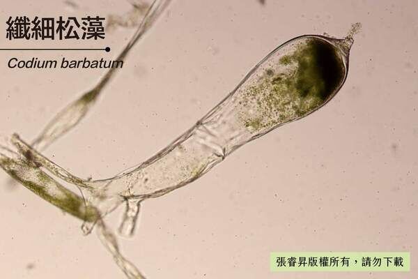 刺松藻的尖形頂端囊胞構造是辨識特徵。