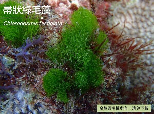 隨著海流擺動的帚狀綠毛藻。