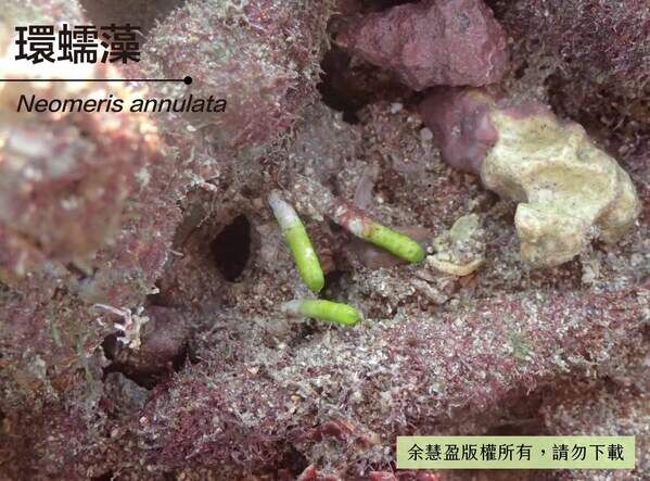 新生的環蠕藻成棍棒狀。