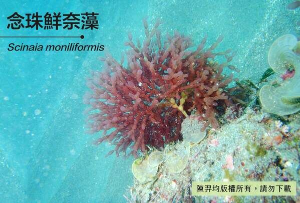 念珠鮮奈藻可生活在 10 公尺深的水域。