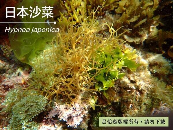 常與其他海藻纏繞生長的日本沙菜，水下會有藍綠色螢光。