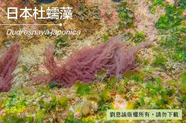 杜蠕藻藻體柔軟，無法抵抗強勁的海流。