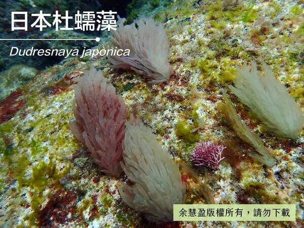 順著海流擺動的日本杜蠕藻。