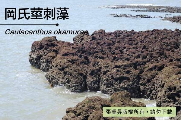 桃園觀音藻礁夏季可見到暗紅色岡氏莖刺藻覆蓋礁石表面。