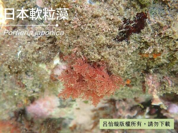 日本軟粒藻老化時顏色較黯淡，分枝易受到沉積物黏附。