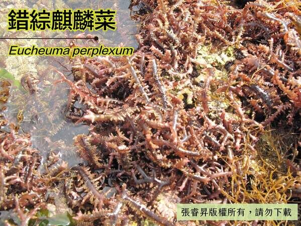 狀似蜈蚣的麒麟菜，故有臺語「蜈蚣菜」的俗稱。