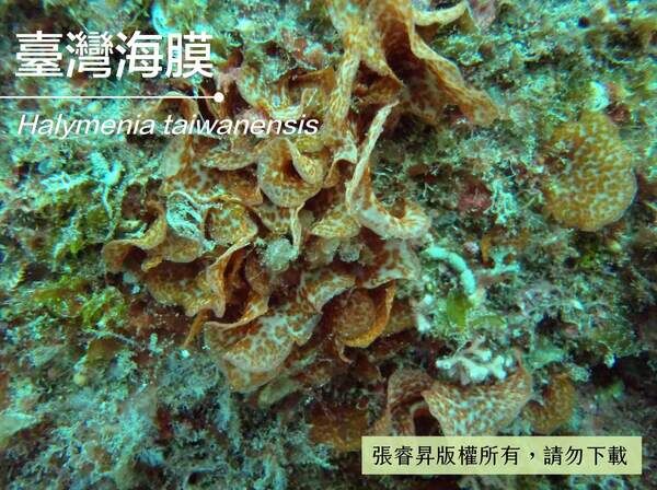 群生帶橘白斑點的臺灣海膜。