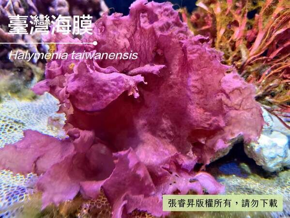 藻體未見有斑點的臺灣海膜。