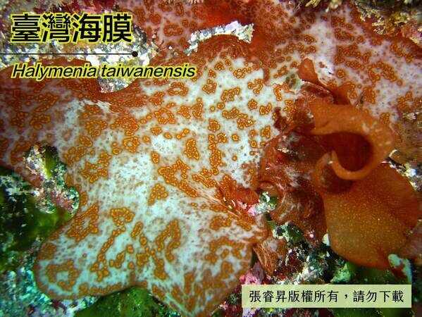 臺灣海膜的葉片伸展可達 20 公分以上。