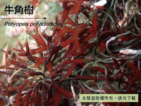 海柏屬（Polyopes ）是質地較堅硬的藻屬，本種類藻體強韌不易折斷，故有「牛角樹」之稱。