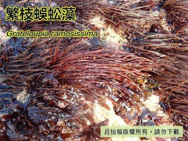 繁枝蜈蚣藻是北部及東北角海岸春季常見的海藻。