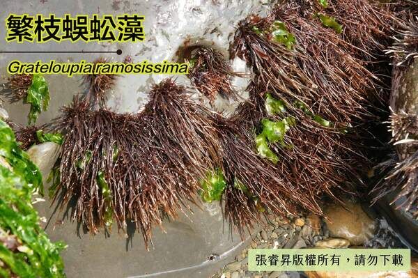 退潮後的繁枝蜈蚣藻則呈倒垂狀。