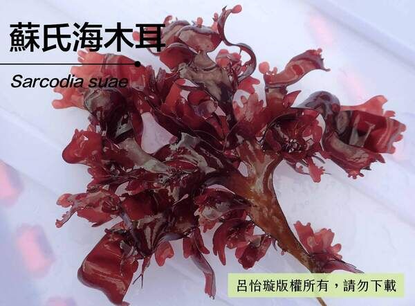 人工養殖的蘇氏海木耳，葉片較薄較大，顏色也偏紅。
