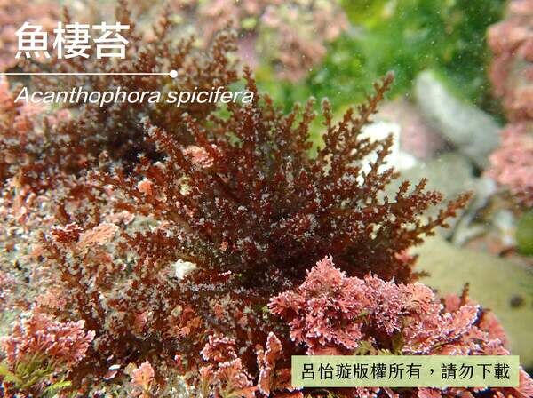 季生長的魚棲苔顏色鮮紅。 