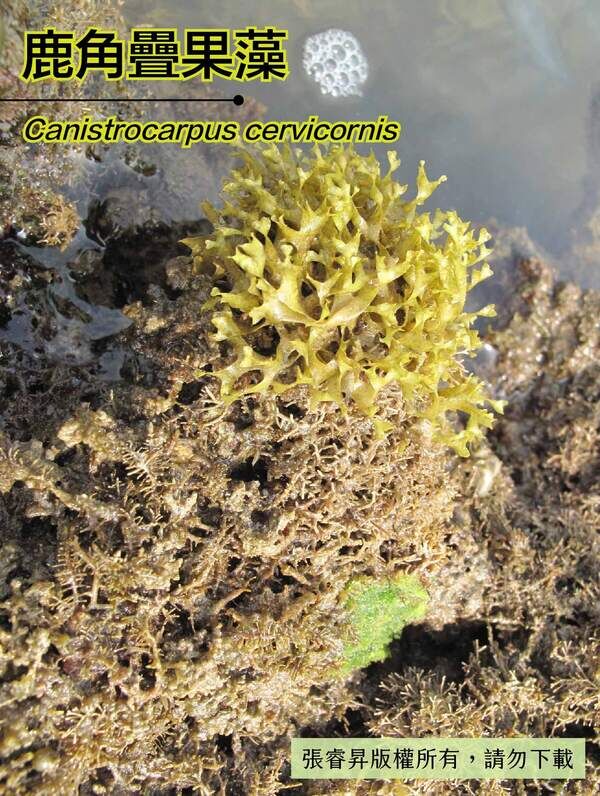 生長於恆春半島珊瑚礁海岸的鹿角疊果藻。