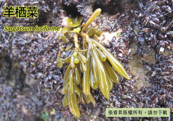 外來種羊栖菜已定棲北臺灣海岸。