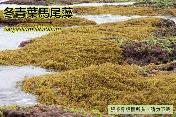 春夏兩季，金黃色的冬青葉馬尾藻生長於北海岸低潮帶。