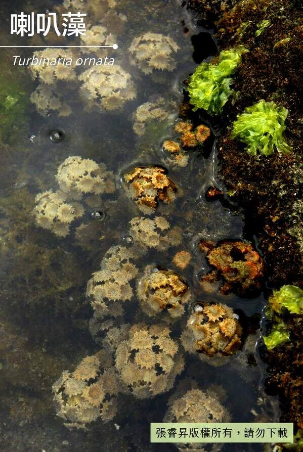 退潮後生長於潮池中的喇叭藻。