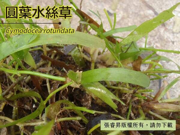 (2)齒葉大洋草（Oceana serrulata ）、(3)齒葉大洋草原與圓葉水絲草同屬。 2018 年經學者研究其葉鞘、葉脈與直立莖都與水絲草屬不同，重新建立新屬。葉片長帶形，略呈弧形彎曲，葉緣前端有細小鋸齒 ( 放大 )。植株長約 10-20 公分。