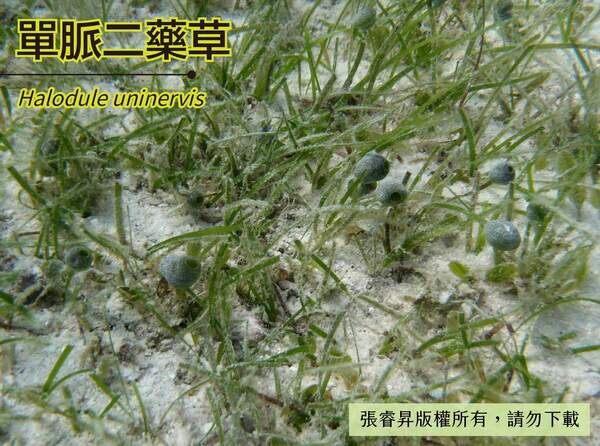 珊瑚沙床上的單脈二藥草，有壺海鞘共同生活。