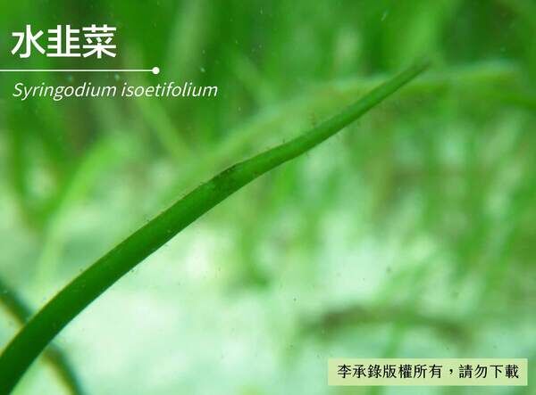 本種為臺灣海草紀錄中，唯一呈中空圓柱狀的海草。