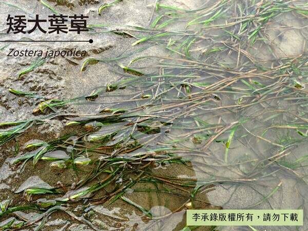 臺灣西岸泥灘地上偶爾可見矮大葉草植被。
