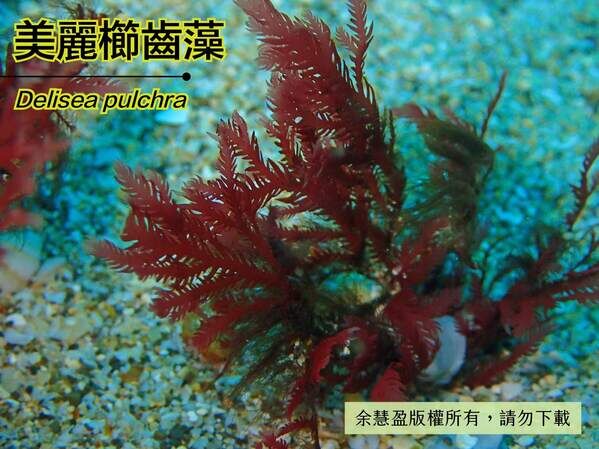 生活在水深 10 公尺的美麗櫛齒藻。